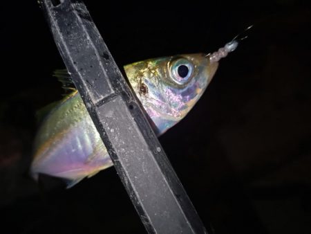 ご近所アジング