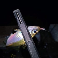 短時間アジング