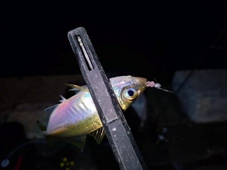 短時間アジング