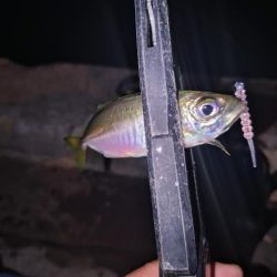 近所で好調アジング