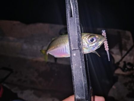 近所で好調アジング