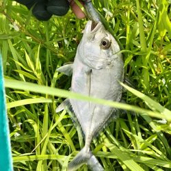 メッキが釣れました!