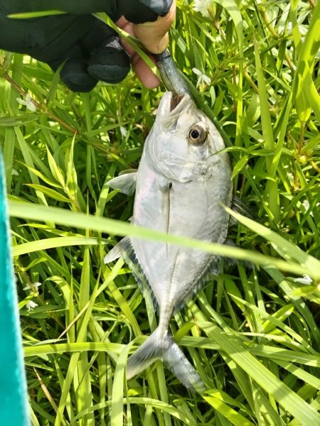 メッキが釣れました!