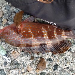 キジハタ1匹のみ