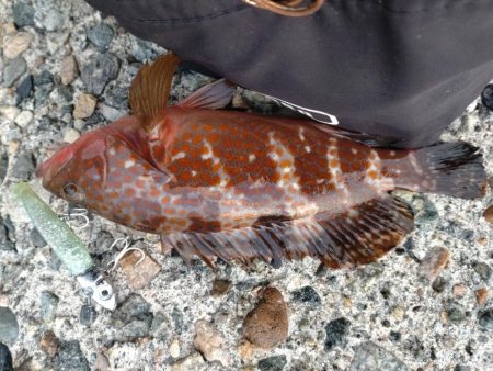 キジハタ1匹のみ