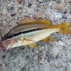 キジハタ1匹.ネンブツダイ1匹、障泥4杯！