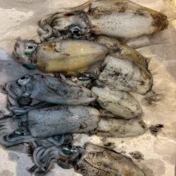 障泥ツ抜け、カマス、キジハタ（お）