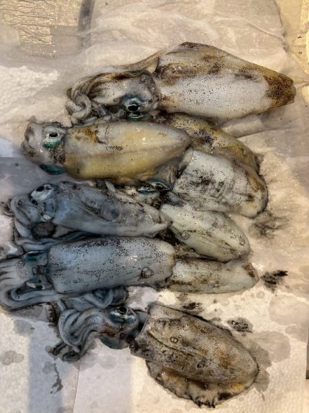 障泥ツ抜け、カマス、キジハタ（お）