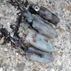 障泥烏賊4杯!1杯逃亡!