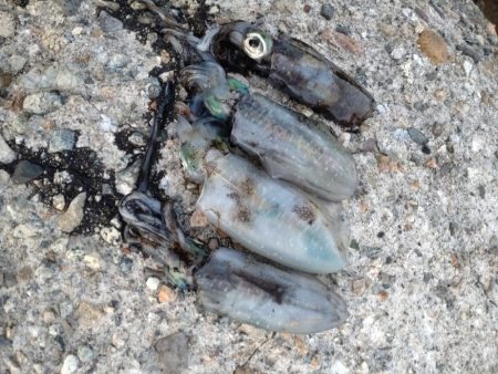 障泥烏賊4杯!1杯逃亡!