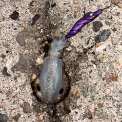 障泥烏賊4杯！（お）