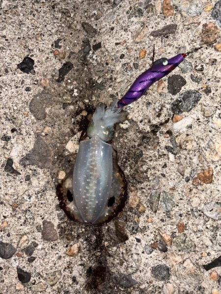 障泥烏賊4杯！（お）