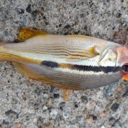 キジハタ、カサゴなど（お）