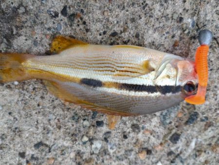 キジハタ、カサゴなど（お）