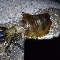 胴長17センチ！障泥1