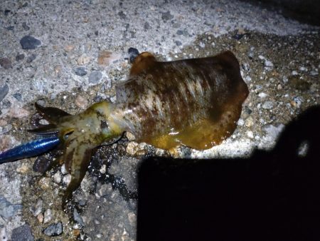 胴長17センチ！障泥1