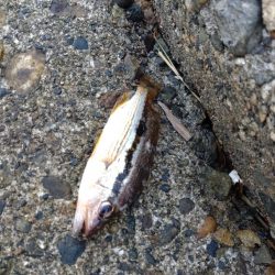 アオリ、小魚多数（じ）