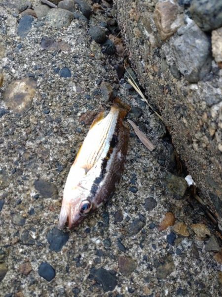 アオリ、小魚多数（じ）