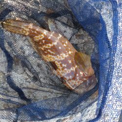 障泥烏賊2杯、その他魚多数！