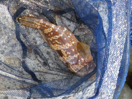 障泥烏賊2杯、その他魚多数！