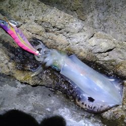 9月最初のエギング