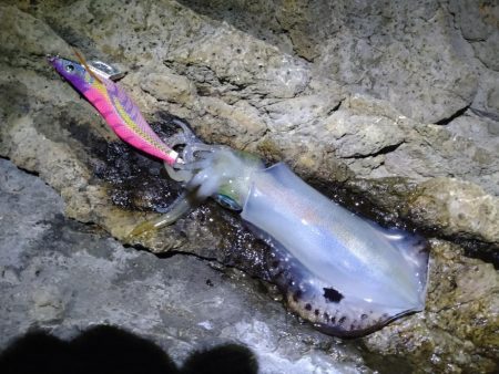 9月最初のエギング