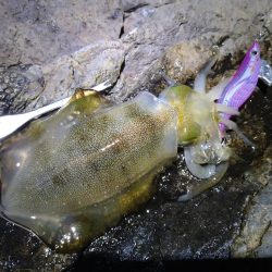 台風後のエギング