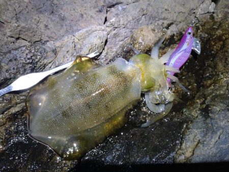台風後のエギング