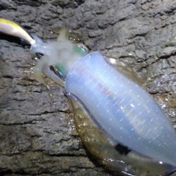 ちょい荒れエギング