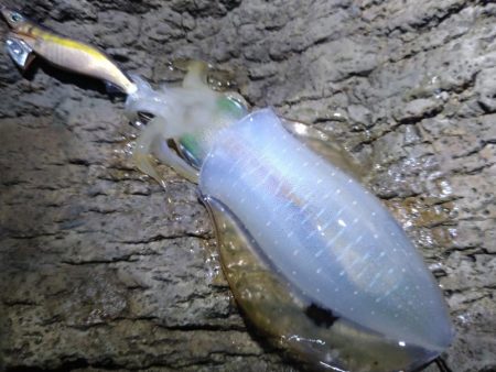 ちょい荒れエギング