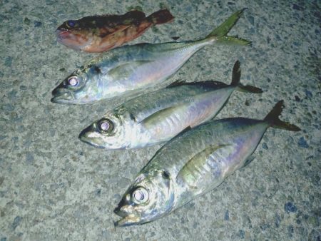 久しぶりの淡路島アジング🎣