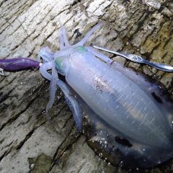 大きく育ってます