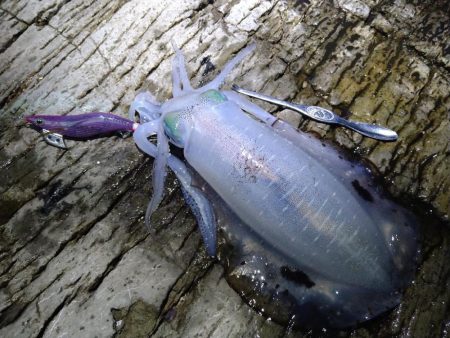 大きく育ってます