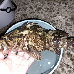 過去最大のタケノコ