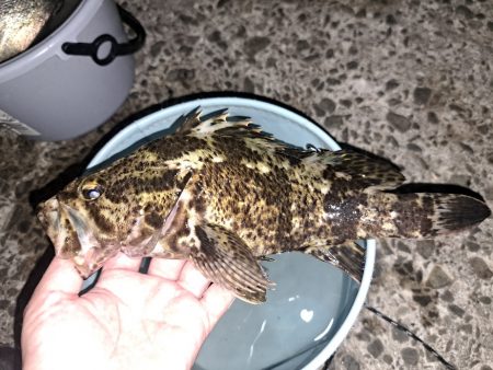 過去最大のタケノコ