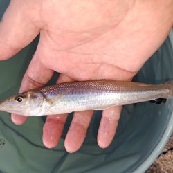 三重でキス釣り