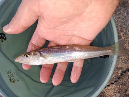 三重でキス釣り