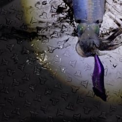 リベンジティップラン！