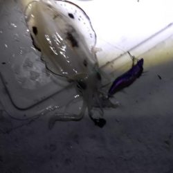 ティップランThird