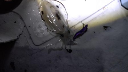 ティップランThird