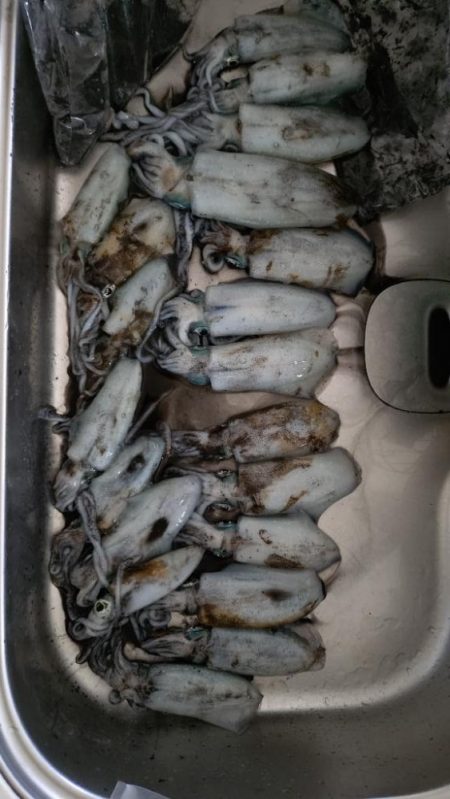 瀬戸内海ティップラン４ｔｈ