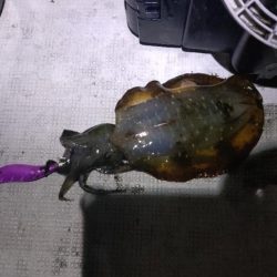 週末ティップラン