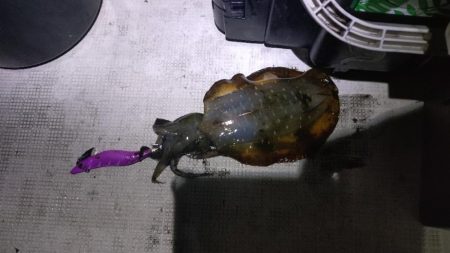 週末ティップラン