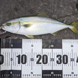 明石秋の3点セット