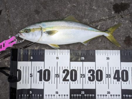 明石秋の3点セット