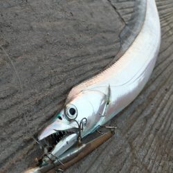 朝マヅメの３時間