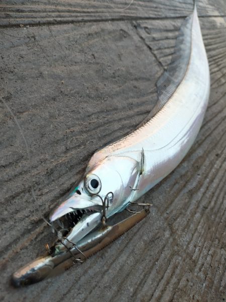 朝マヅメの３時間