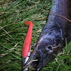 夕マヅメ短時間釣行