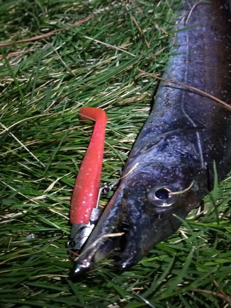 夕マヅメ短時間釣行