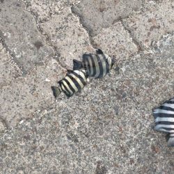 サンバカーニバル